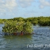 mangroves_jar_h_0382_cub2112.jpg